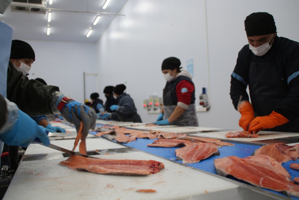 Karadeniz somonu en çok Rusya'ya ihraç edildi