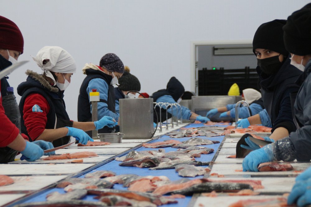 Karadeniz somonu en çok Rusya'ya ihraç edildi
