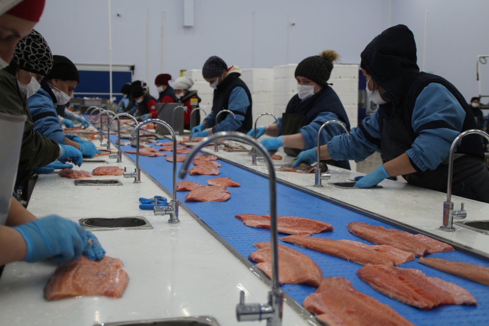 Karadeniz somonu en çok Rusya'ya ihraç edildi