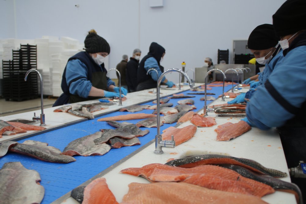 Karadeniz somonu en çok Rusya'ya ihraç edildi