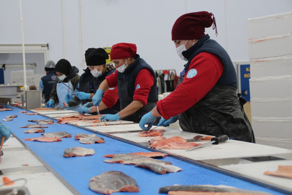 Karadeniz somonu en çok Rusya'ya ihraç edildi