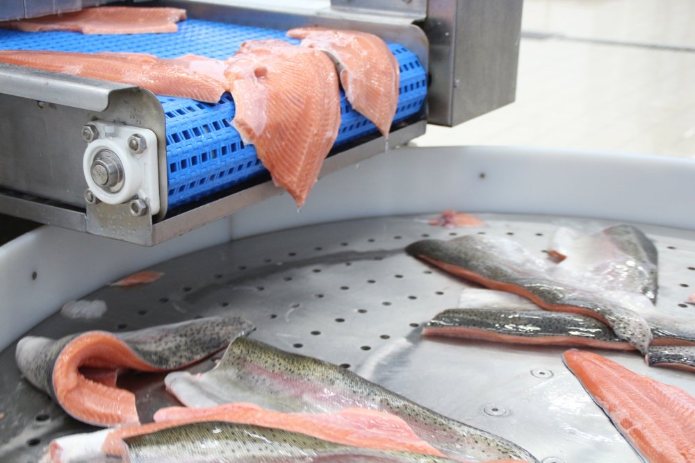 Karadeniz somonu en çok Rusya'ya ihraç edildi