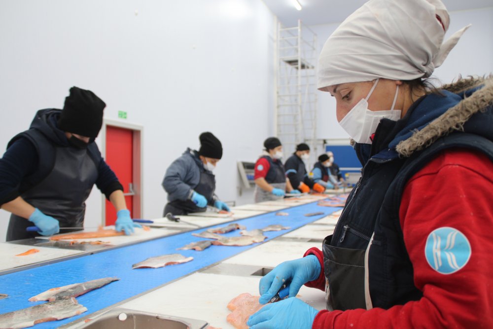 Karadeniz somonu en çok Rusya'ya ihraç edildi