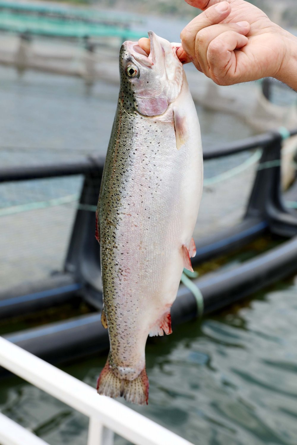 Karadeniz somonu en çok Rusya'ya ihraç edildi