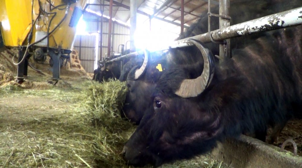 3 manda ile başladılar, şimdi taleplere yetişemiyorlar