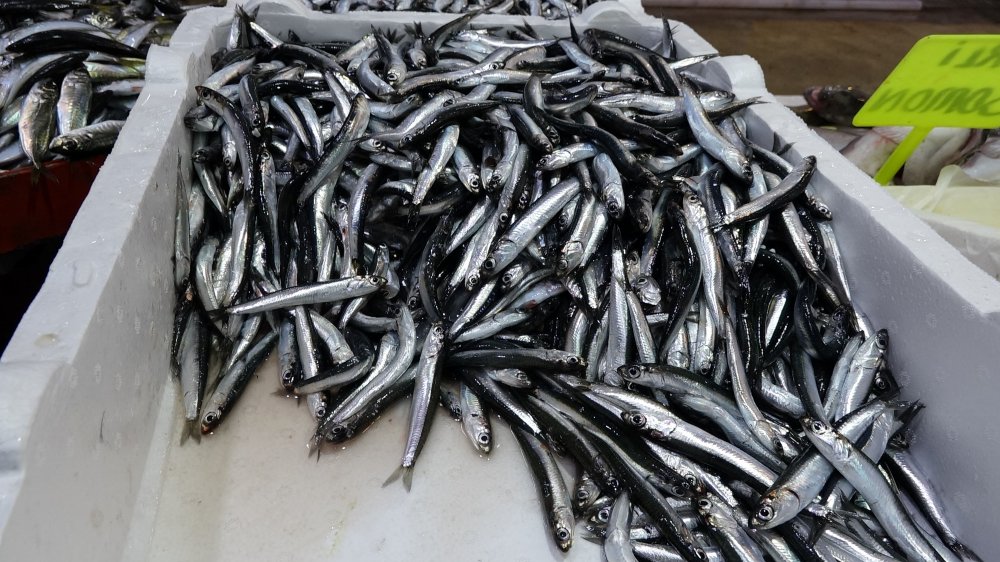 Avı yeniden başlayan hamsi tezgâhta 25 lira