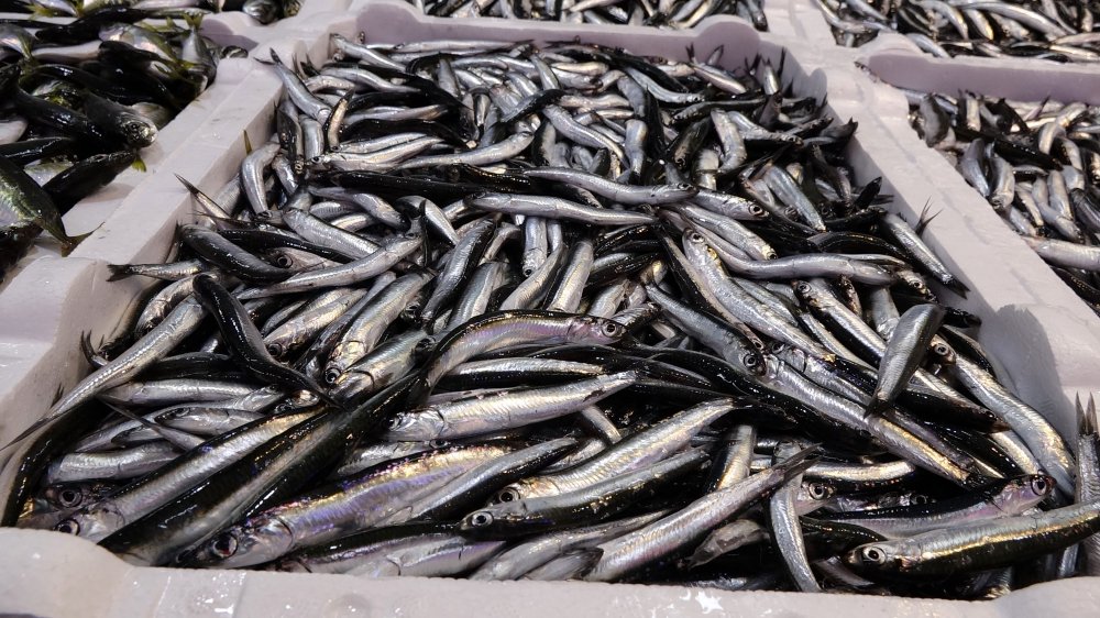 Avı yeniden başlayan hamsi tezgâhta 25 lira