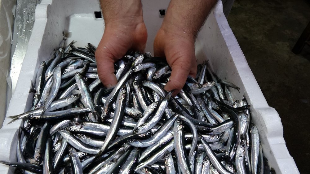 Avı yeniden başlayan hamsi tezgâhta 25 lira