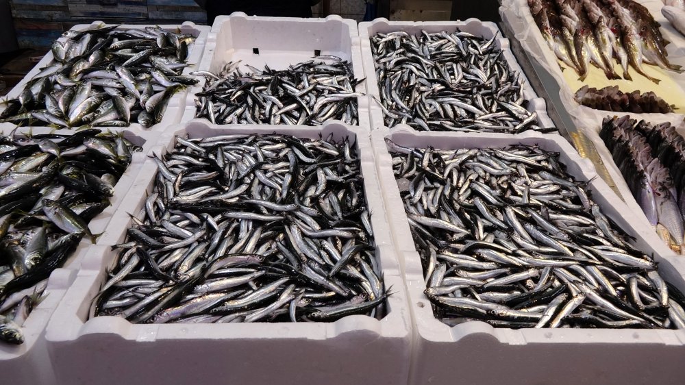 Avı yeniden başlayan hamsi tezgâhta 25 lira