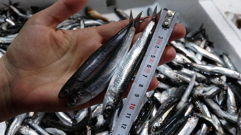Avı yeniden başlayan hamsi tezgâhta 25 lira