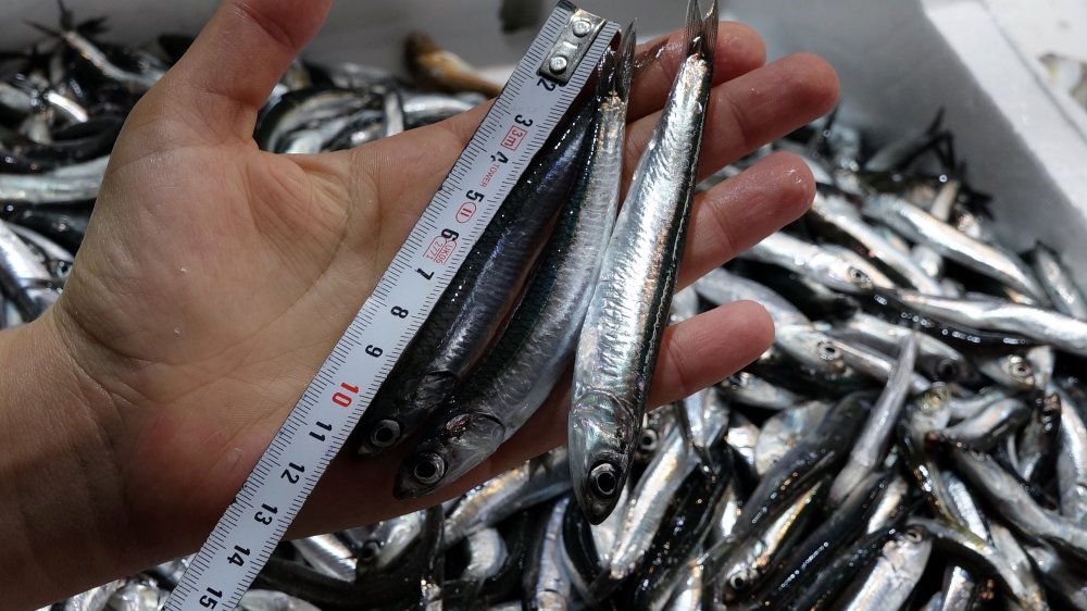 Avı yeniden başlayan hamsi tezgâhta 25 lira
