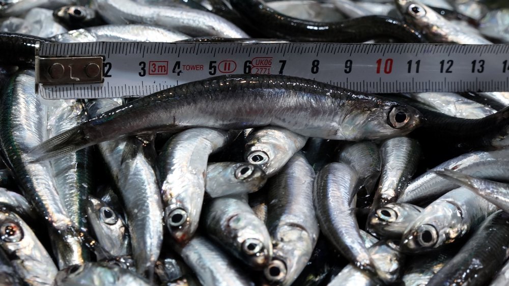 Avı yeniden başlayan hamsi tezgâhta 25 lira