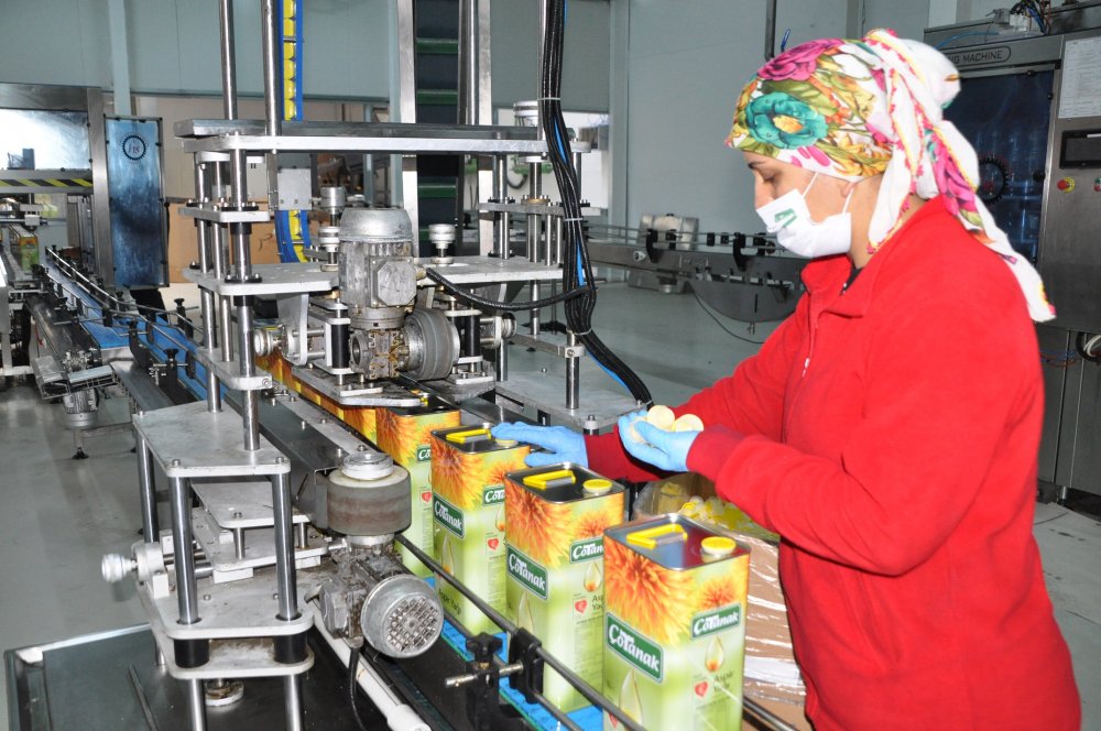 Kanserin düşmanı fındık yağı, 20 ülkeye ihraç ediliyor