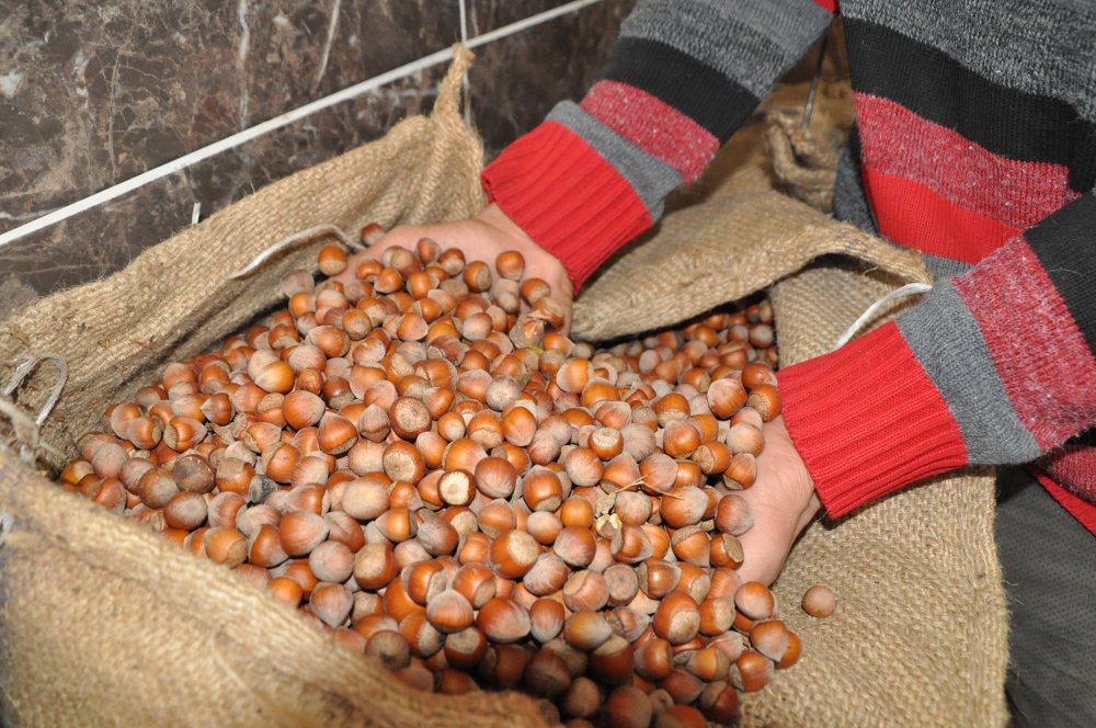 Kanserin düşmanı fındık yağı, 20 ülkeye ihraç ediliyor