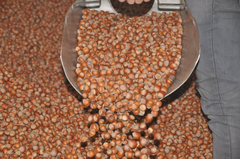 Kanserin düşmanı fındık yağı, 20 ülkeye ihraç ediliyor