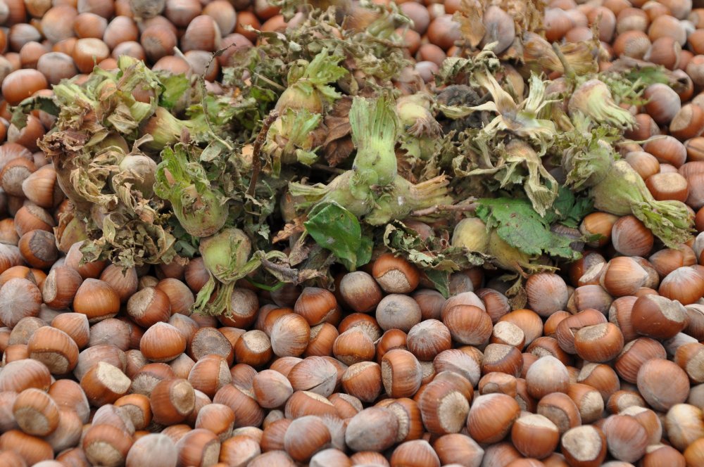 Kanserin düşmanı fındık yağı, 20 ülkeye ihraç ediliyor