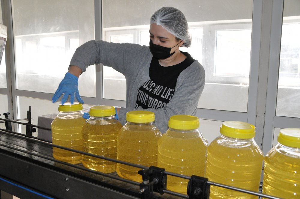 Kanserin düşmanı fındık yağı, 20 ülkeye ihraç ediliyor