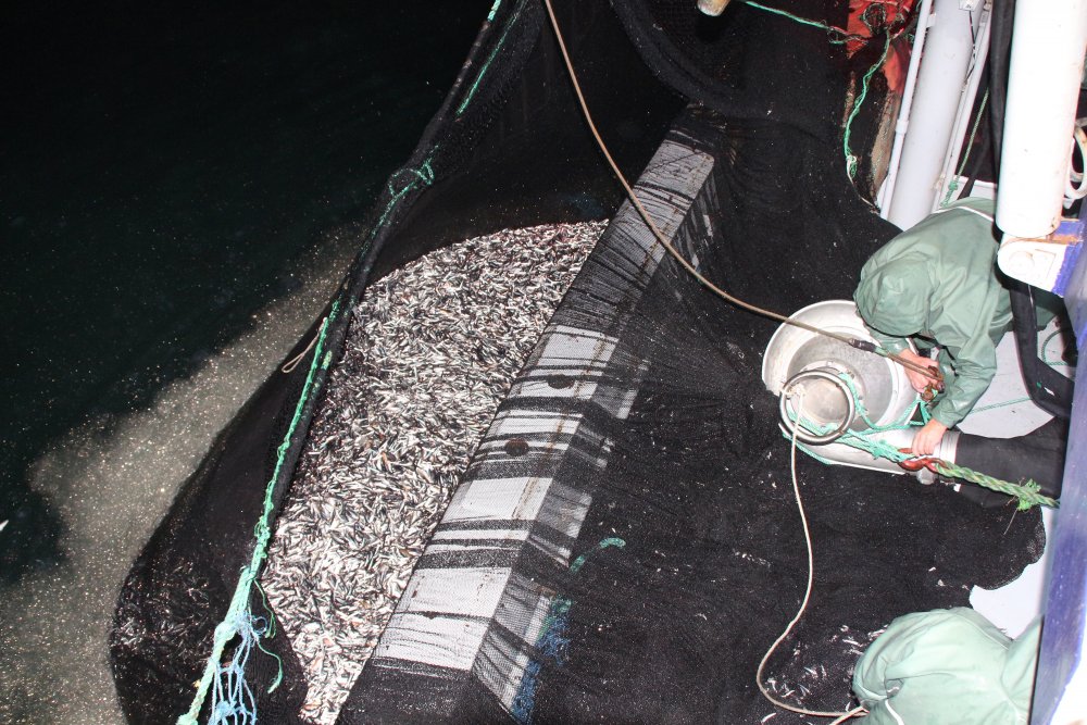 Karadeniz’de ‘ek tedbirlerle’ hamsi avı yeniden başladı