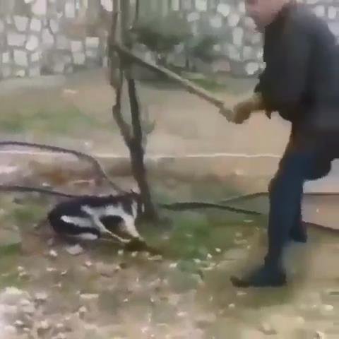 Zonguldak'ta bir köpeğin sopayla öldürülmesi iddiasına açıklama