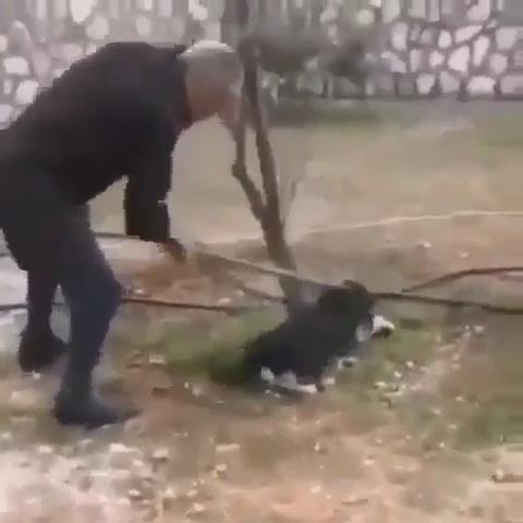 Zonguldak'ta bir köpeğin sopayla öldürülmesi iddiasına açıklama