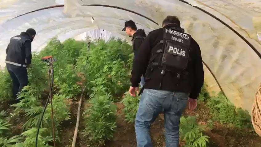 Ödemiş'te serada Hint keneviri yetiştiren 1 kişi yakalandı