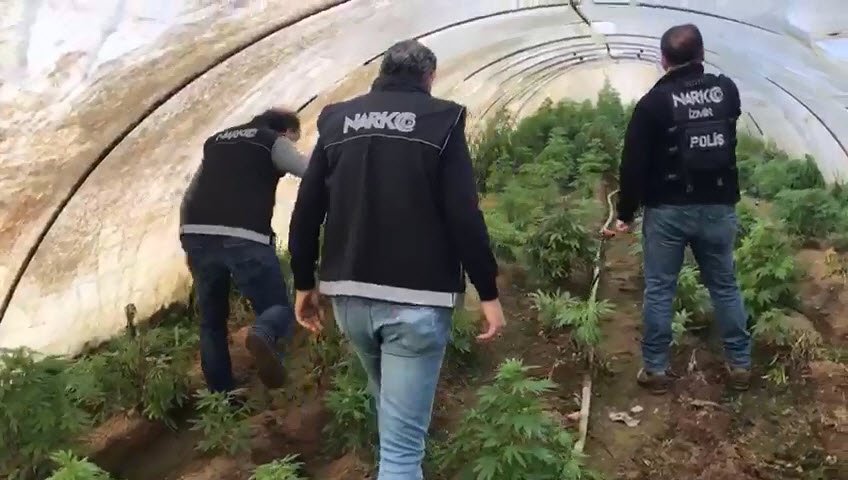 Ödemiş'te serada Hint keneviri yetiştiren 1 kişi yakalandı