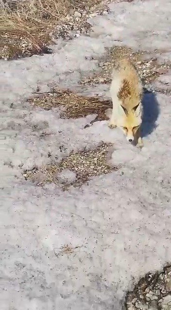 Tilkiye seslenişi sosyal medyada büyük ilgi gören kümes sahibinin oğlu da yolda gördüğü tilkiyi besledi
