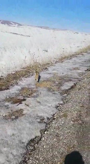 Tilkiye seslenişi sosyal medyada büyük ilgi gören kümes sahibinin oğlu da yolda gördüğü tilkiyi besledi