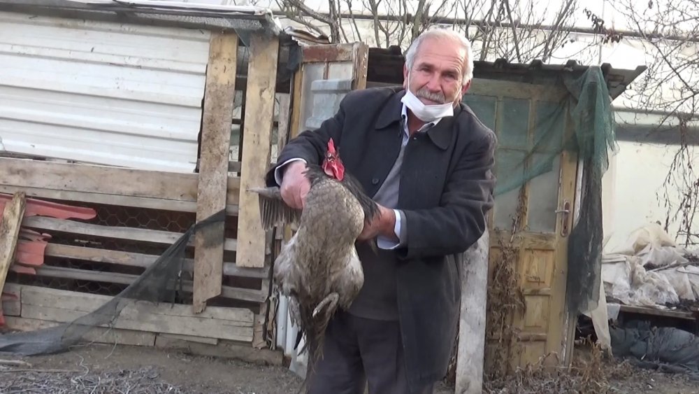 Tilkiye seslenişi sosyal medyada büyük ilgi gören kümes sahibinin oğlu da yolda gördüğü tilkiyi besledi