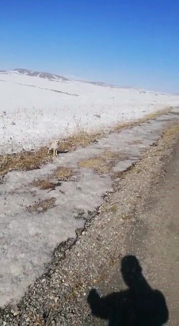 Tilkiye seslenişi sosyal medyada büyük ilgi gören kümes sahibinin oğlu da yolda gördüğü tilkiyi besledi