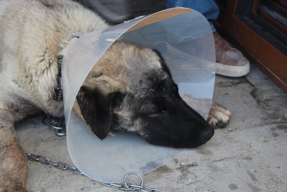 Yulaf tarlasına giren komşusunun köpeğini tüfekle yaraladı