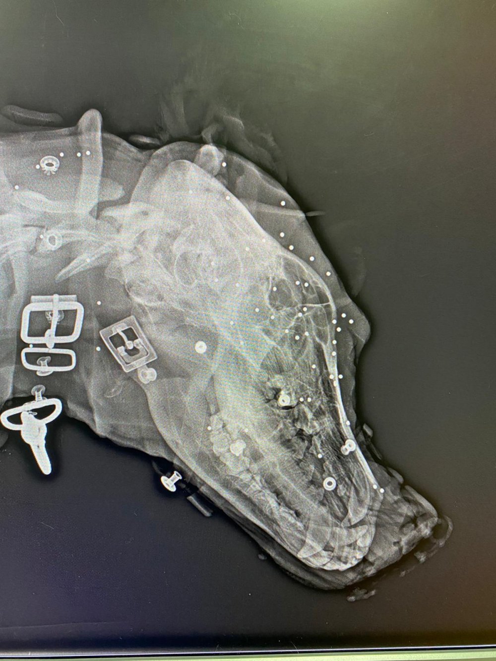 Yulaf tarlasına giren komşusunun köpeğini tüfekle yaraladı