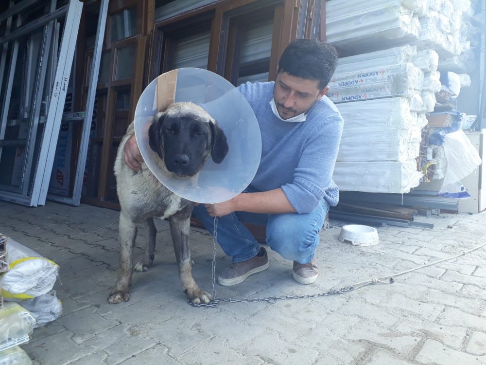 Yulaf tarlasına giren komşusunun köpeğini tüfekle yaraladı