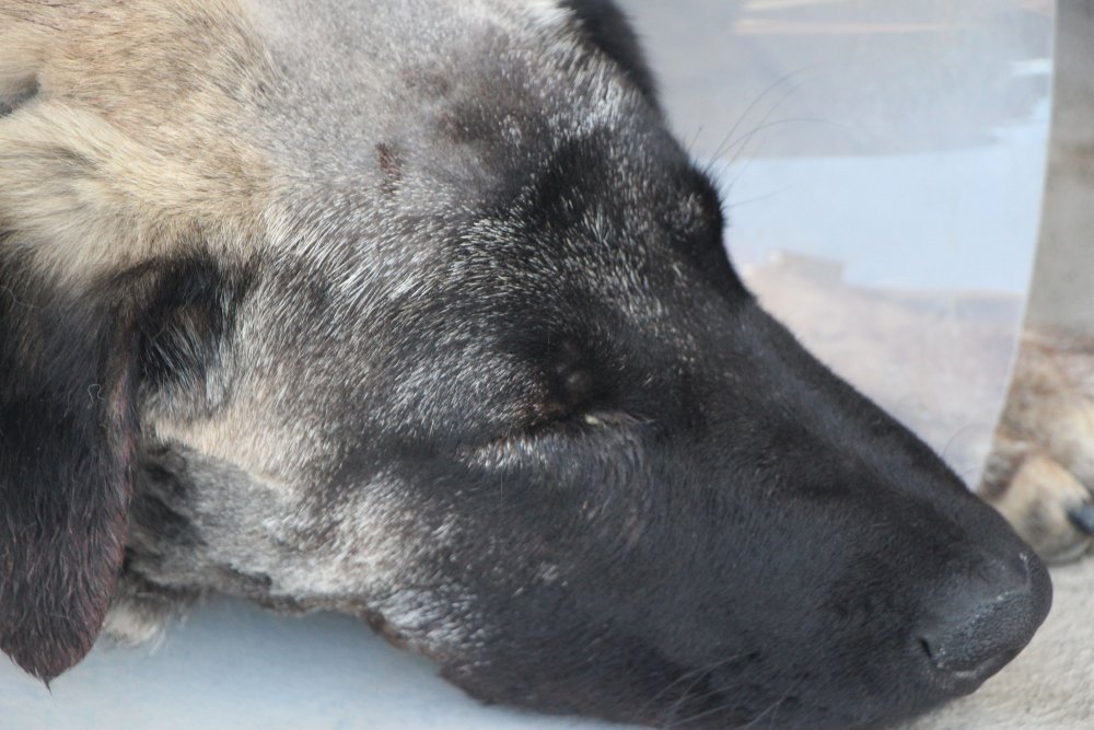 Yulaf tarlasına giren komşusunun köpeğini tüfekle yaraladı