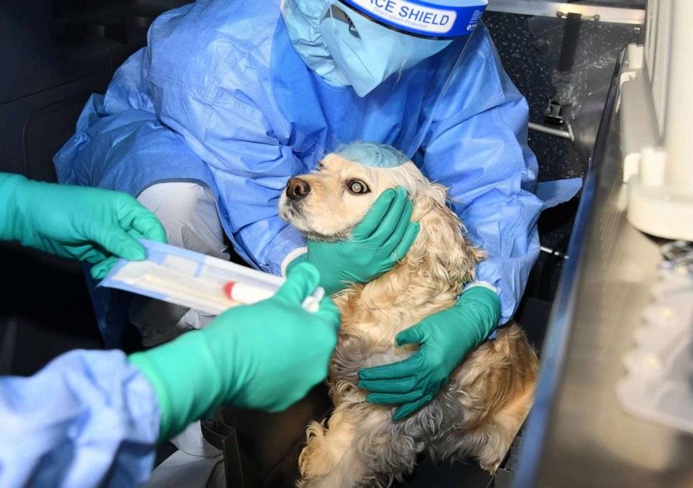 Güney Kore’de evcil kedi ve köpeklere Kovid-19 testi uygulaması başladı