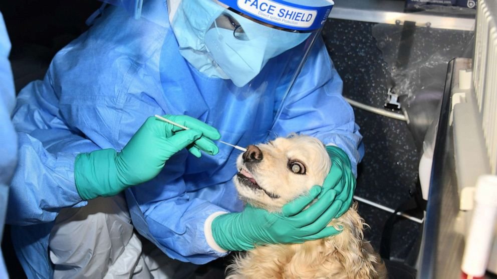 Güney Kore’de evcil kedi ve köpeklere Kovid-19 testi uygulaması başladı