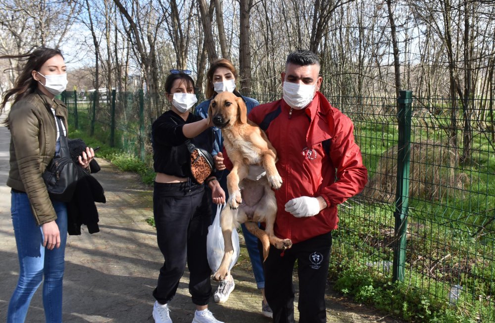 Hasta sokak köpeğine üniversiteli öğrenciler sahip çıktı
