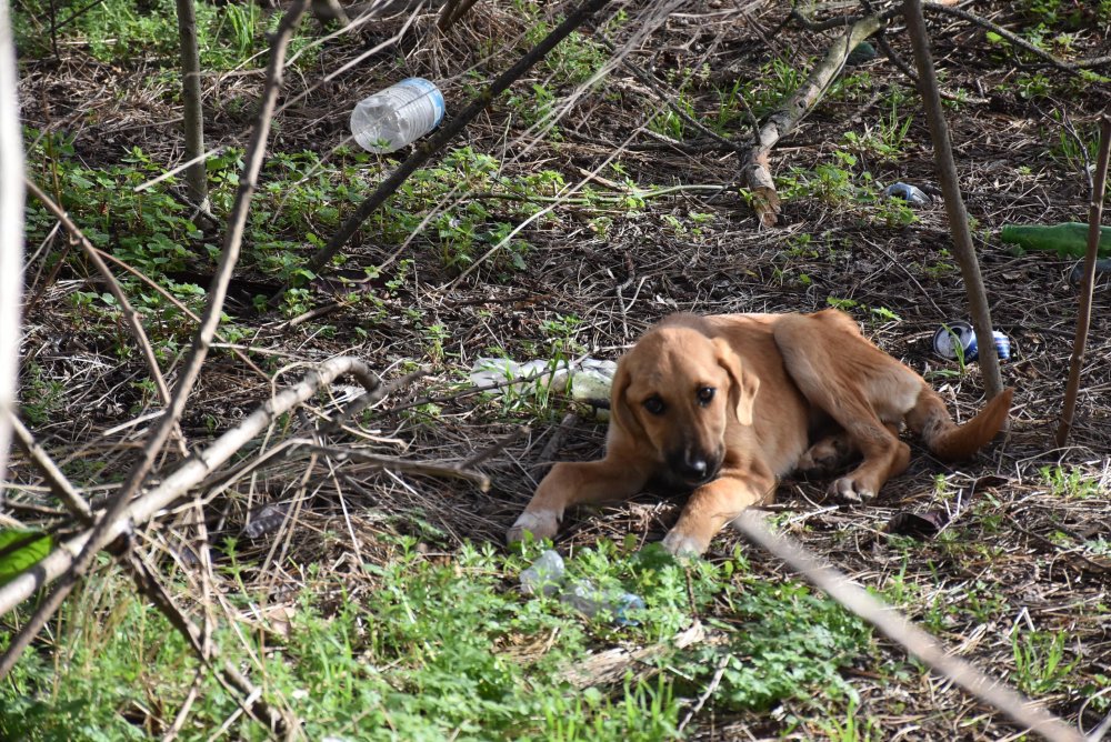 Hasta sokak köpeğine üniversiteli öğrenciler sahip çıktı