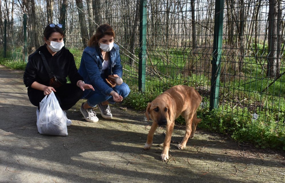 Hasta sokak köpeğine üniversiteli öğrenciler sahip çıktı