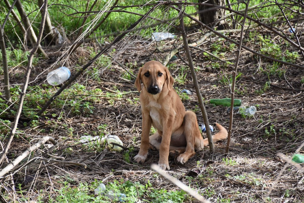 Hasta sokak köpeğine üniversiteli öğrenciler sahip çıktı