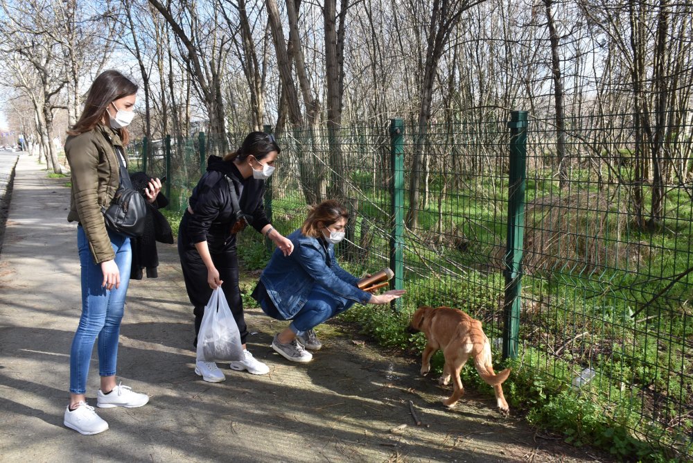Hasta sokak köpeğine üniversiteli öğrenciler sahip çıktı