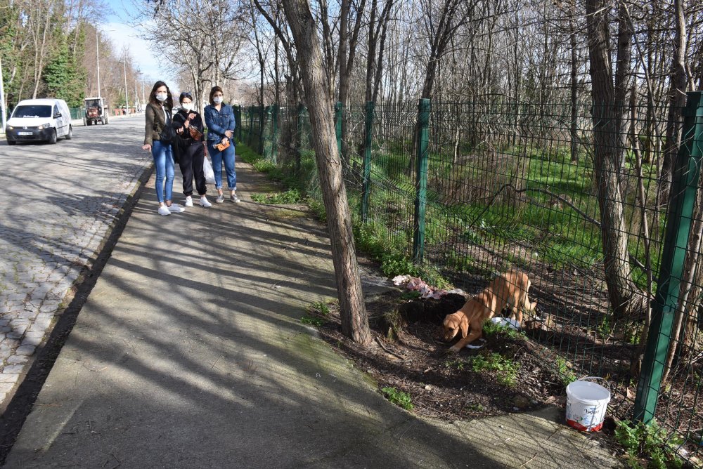 Hasta sokak köpeğine üniversiteli öğrenciler sahip çıktı