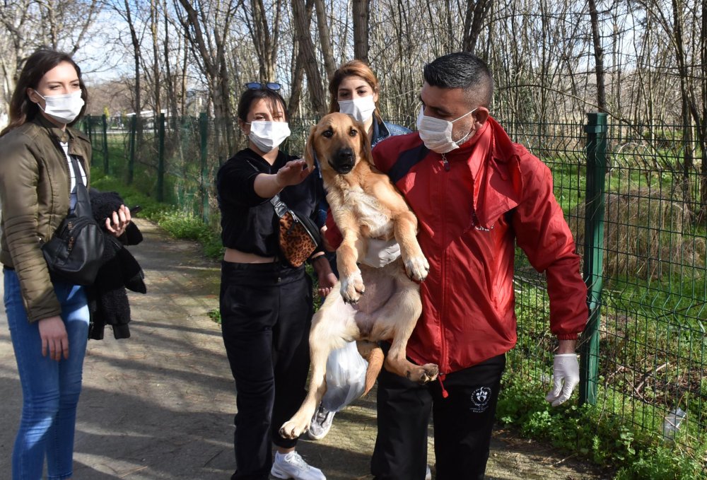 Hasta sokak köpeğine üniversiteli öğrenciler sahip çıktı