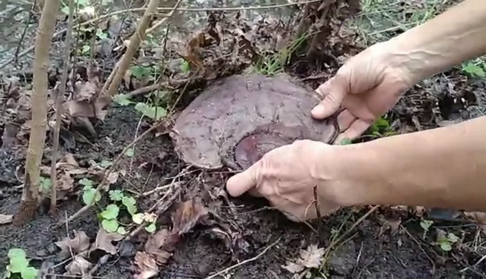 "Ölümsüzlük mantarı" bulundu!