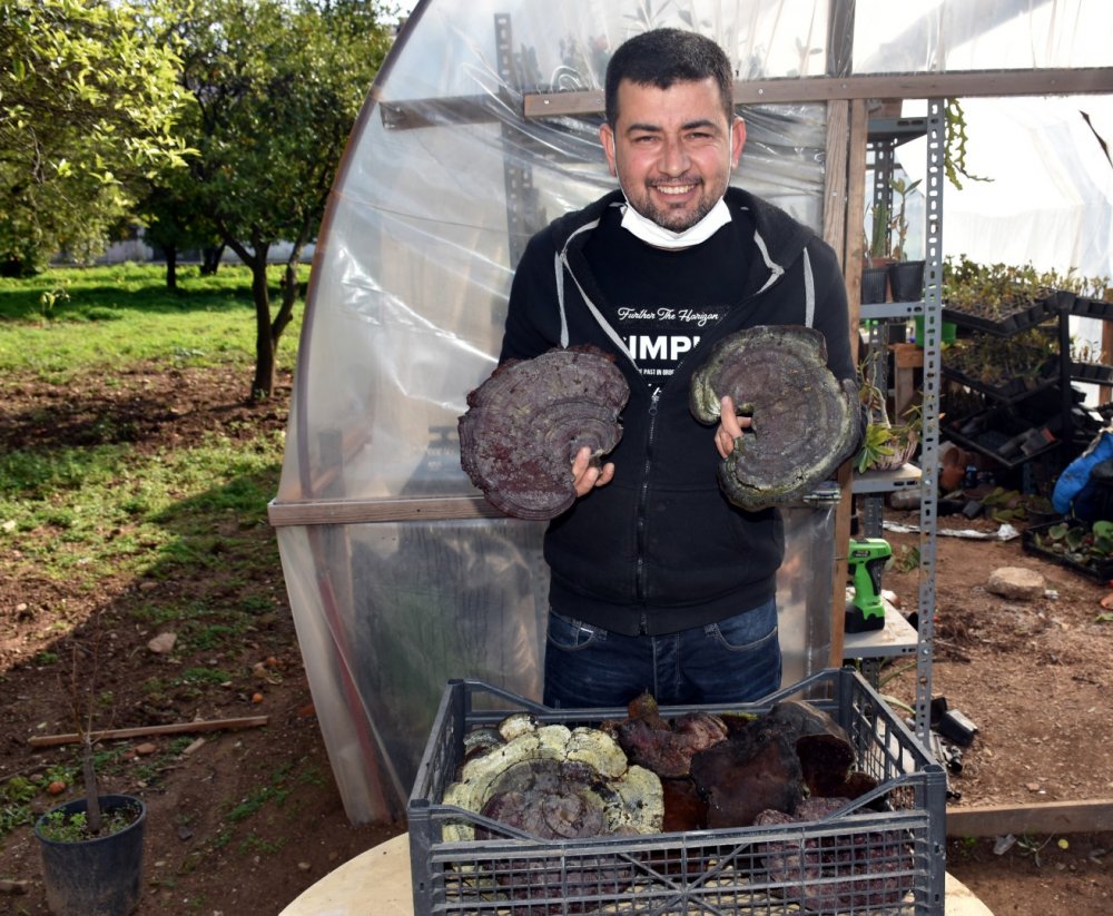 "Ölümsüzlük mantarı" bulundu!
