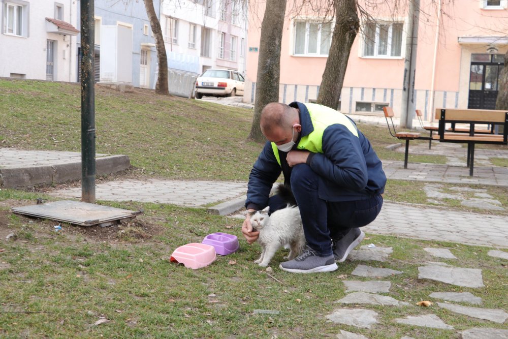 Sokak kedilerinde ölümcül ve bulaşıcı salgın tehlikesi