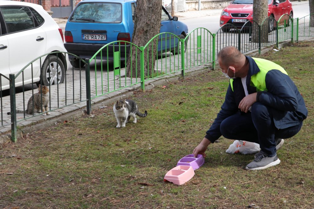 Sokak kedilerinde ölümcül ve bulaşıcı salgın tehlikesi