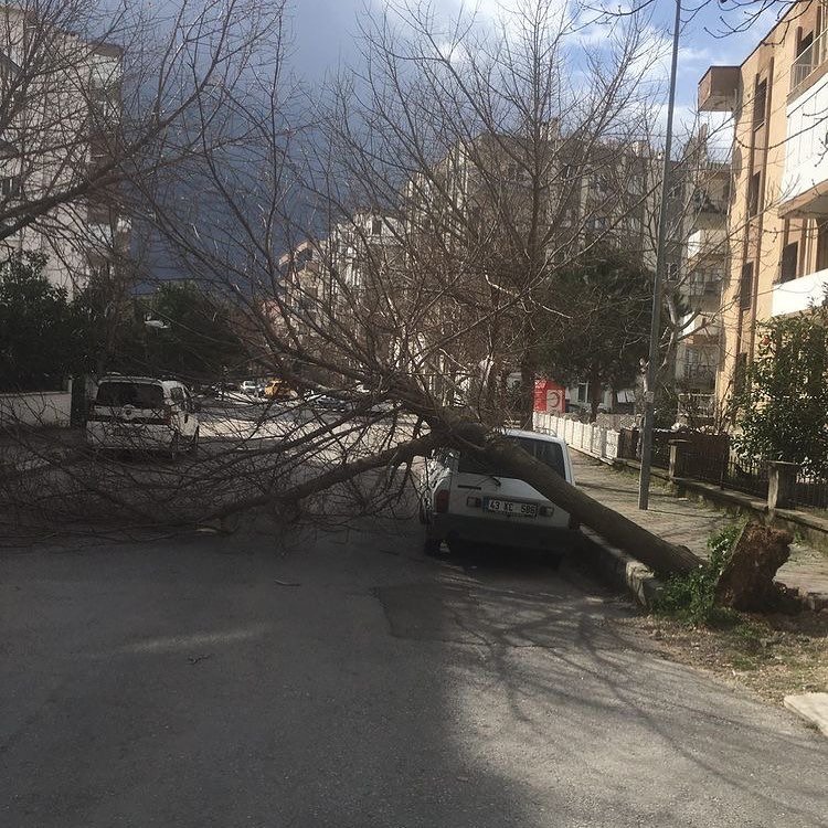 İzmir'de fırtına; ağaçlar devrildi, çatılar uçtu