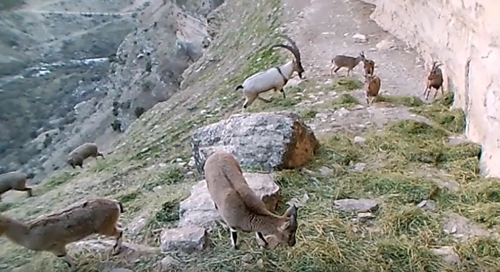 Tunceli'de yaban keçisi sürüsü fotokapanla görüntülendi