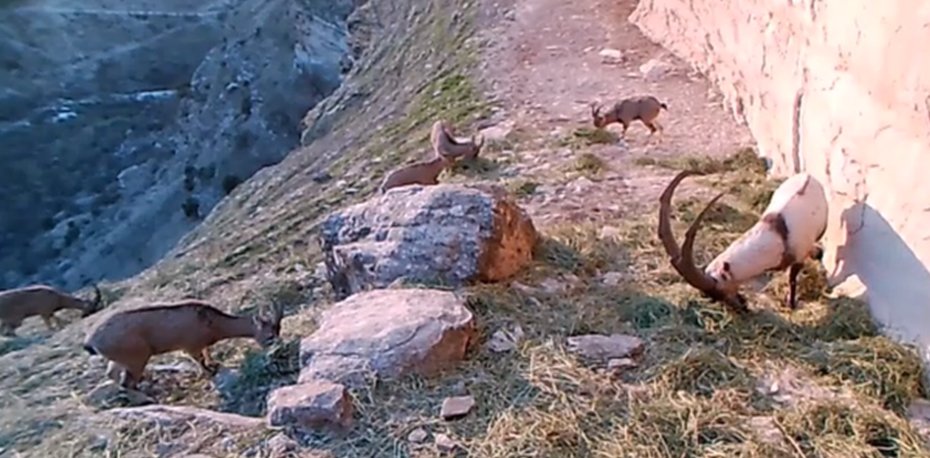 Tunceli'de yaban keçisi sürüsü fotokapanla görüntülendi